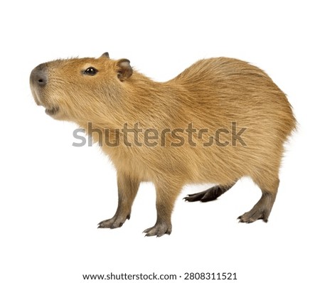 Capybara Standing Side View Full Body With Brown Fur Isolated On White Background