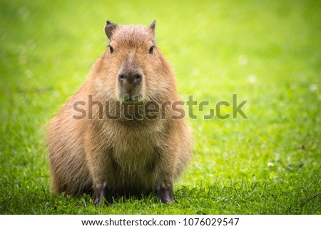 Capybara in the sun