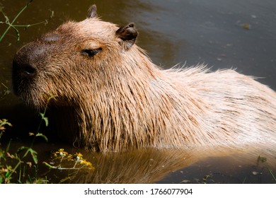 678 Capybara Swimming Images, Stock Photos & Vectors | Shutterstock