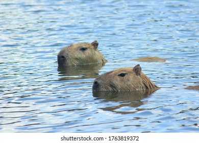 678 Capybara Swimming Images, Stock Photos & Vectors | Shutterstock