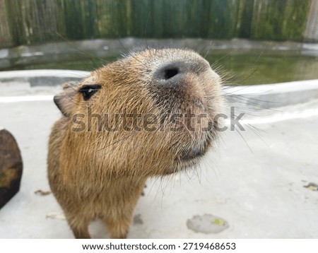 a capybara that is kept in a zoo in Java, Indonesia
