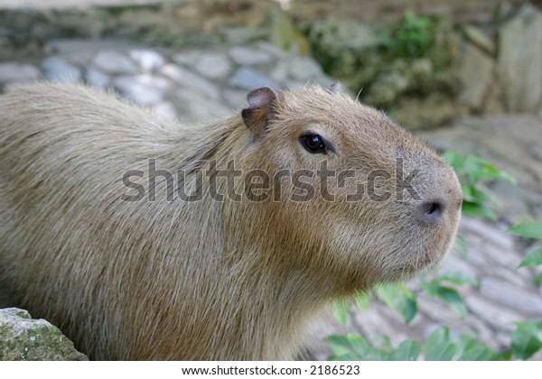 capybara for sale nz