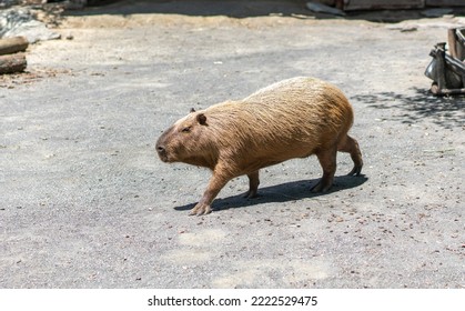 A Capybara Walking Under The Hot Sun