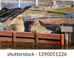 The Capybara which does a warm bath