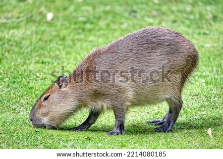 Similar – Image, Stock Photo nutria Nature Animal Pelt