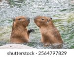 Capybaras enjoying their time at the Beijing Safari Park in the tranquil water