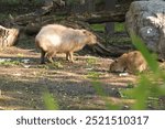 Capybaras (Hydrochoerus hydrochaeris) at Prague zoo