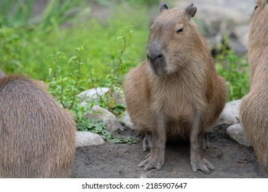 Capybaras Hydrochoerus Sitting In The Grass