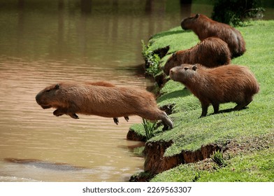 Capybaras on the lawn jumping in the river water on a beautiful sunny day and blue sky.