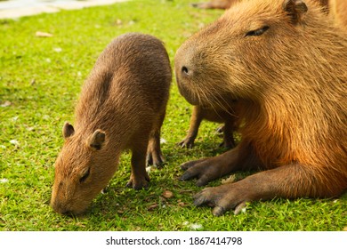 100 Female capybara Images, Stock Photos & Vectors | Shutterstock