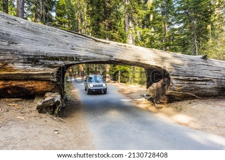 Car is approaching the famous Tunnel Log in Sequoia National Park, California, USA