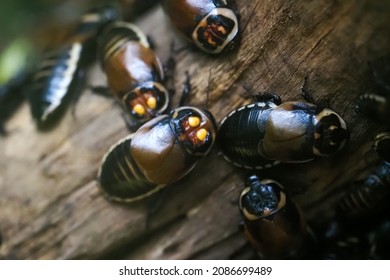 2,864 Yellow cockroach Images, Stock Photos & Vectors | Shutterstock