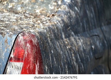 bird poop covered car