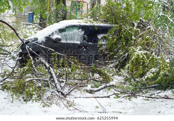 A car covered with broken trees. Storm in Europe.\
Storm in Europe