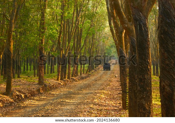 car crossing the\
path in the rubber forest.
