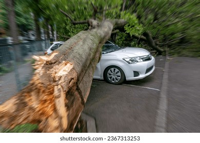 A car crushed by a large tree