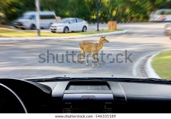 In\
the car, a deer standing on the road as\
background.