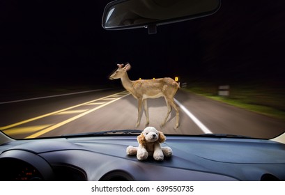 In The Car ,deer Walking On The Road At Night In The Forest As Background.; 