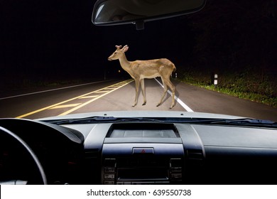 In The Car ,deer Walking On The Road At Night In The Forest As Background.; 