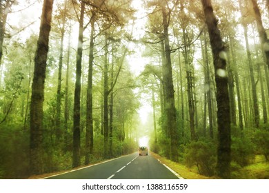 Car Drive  Through  Foggy Dark Forest. Trail In Moody Forest.