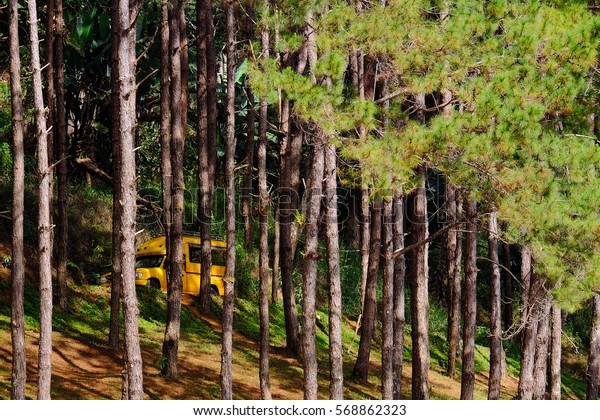 Car drives through the\
pine forest in Pangung national park, Mae Hong Sorn province, north\
of Thailand / Car drives through the pine forest in Pangung\
national park