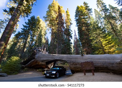 Imagenes Fotos De Stock Y Vectores Sobre Secuoya Shutterstock