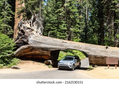 A car drives thru the Tunnel Log in Sequoia National Park in California, USA - Powered by Shutterstock