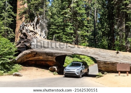 A car drives thru the Tunnel Log in Sequoia National Park in California, USA
