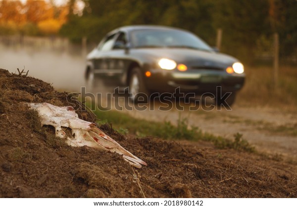 A car\
driving by an animal skull in the country\
road