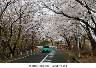 A car driving on a highway under beautiful cherry blossom trees (Sakura Namiki) by Lake Biwa (琵琶湖) near Kaizu Osaki in Shiga Prefecture, Japan. Hanami is a popular leisure activity in spring.