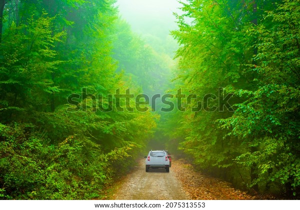 Car driving on the road in the forest.  driving\
through the forest.. cars driving on dirt road among green trees.\
Bavaria, Germany.