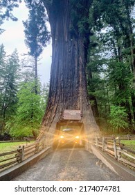 A Car Driving Through A Famous Huge California Redwood Tree, The Chandelier Tree, Outside Of Legget, North California, United States