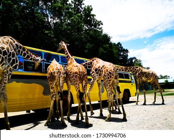 Car for feeding giraffes in the Safari Park Open Zoo