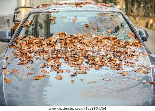 Car hood and\
glass with yellow  leaves and ice and ground with leaves and snow\
in the background. car windshield covered with snow and fallen\
autumn leaves. winter time season.\
