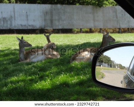 Car left side-view mirror with reflection of road behind, three spotted deer next to car softly out of focus resting on green grass.