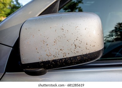 Car Mirror Rear View Gray Color In Dead Bug And Mosquitoes Close Up.