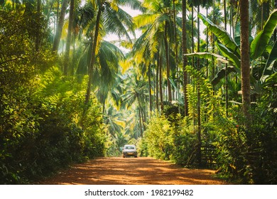 . Car Moving On Road Surrounded By Palm Trees In Sunny Day. Trip In Jungle Park Forest Area.