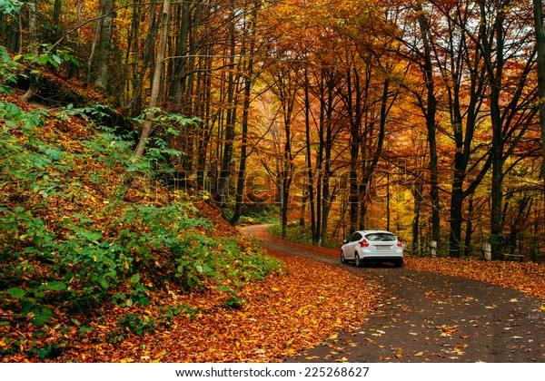 car on a forest\
path