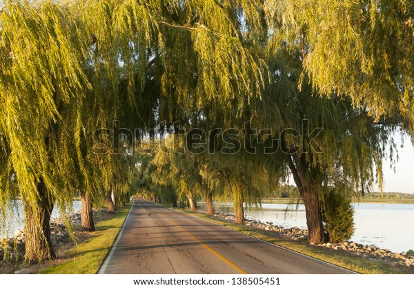 Car on a lonely road with a canopy of trees,
Sandusky, Ohio, USA