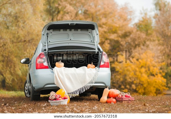 Car with open trunk\
and pumpkin apples in baskets. Autumn harvest on background of\
yellow trees of nature.