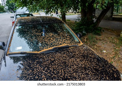 A Car Parked Under A Linden Tree Is Covered With Pollen