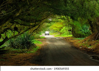 the car was passing through a road surrounded by green trees. the beauty of the countryside