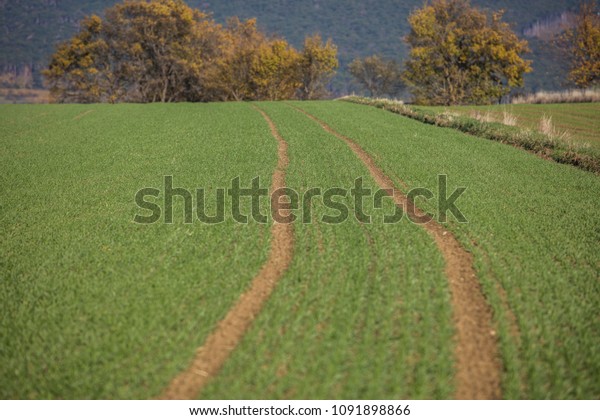 car path in green field\

