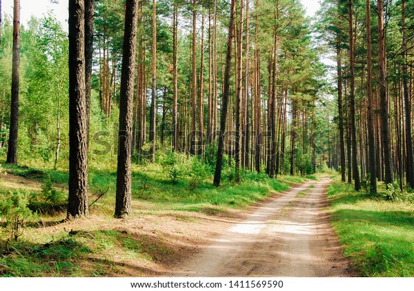 Car path in a green\
forest