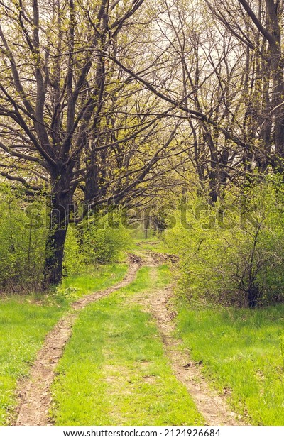 A car path in the spring forest. A road winding\
through the forest.