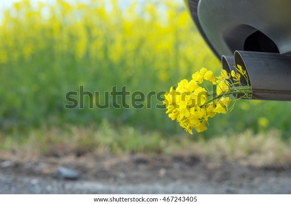 Car pipe exhaust, with yellow rape. Conceptual\
photo of biofuel