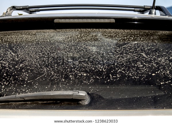 Car rear window in dust\
as background