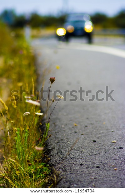 Car in a road with grass\
and daisies