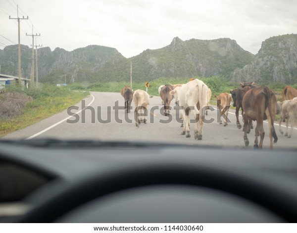 A car running on a rural highway.\
But the herds cows that are blocking the\
traffic.
