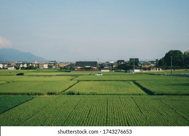 A Car Running On A Well-organized Paddy Field